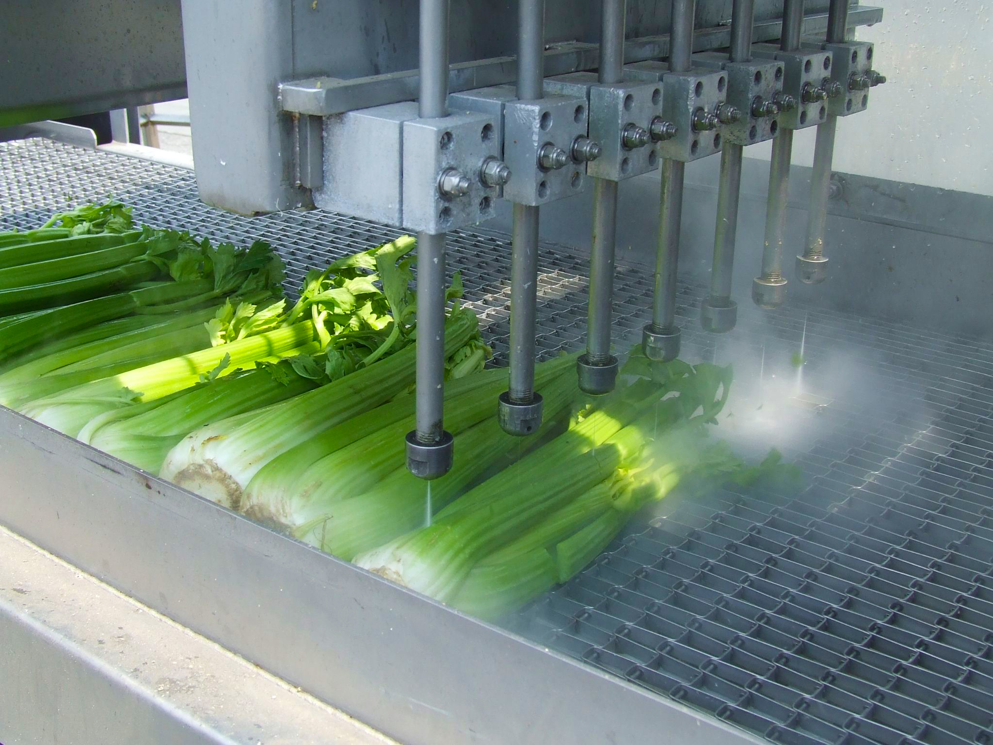 Celery Cutting 7 Head Conveyor