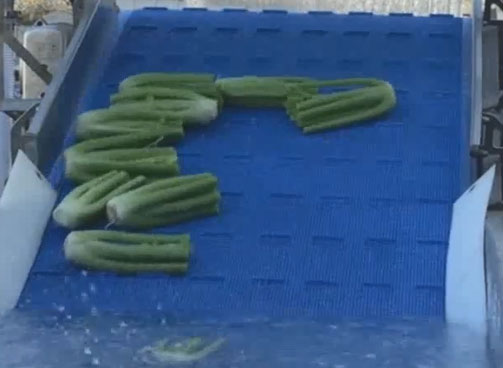 heinzen hydroblade washing celery